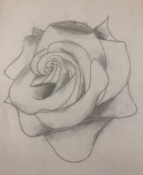 MS33 Black and White Rose by Chloe Montgomery, GS Lakie, Gr.6