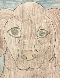 MS55 Dog Sketch by Johanna Wieden, St. Mary, Gr.6