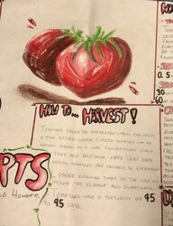 MS75 Tomatoes by Amanda, St. Francis, Gr.8