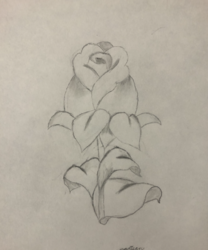 MS29 Roses by Madison Elford, GS Lakie, Gr.8