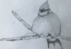 HS22 Chubby Blue Jay by Kerrick Norrie, Chinook, Gr.9