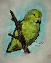 HS7 - Pocket Parrot by Nycea Hazelwood @ LCI Gr. 9