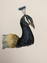 MS31 - Indian Peacock by Lily McDonald @Wilson Gr. 7