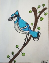 E8 Bluejay by Isobel Giroux,  École La Vérendrye, Gr.1